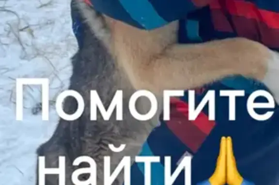 Пропал собака, 61К-039, Ухолово - рыжий с коричневой подпалиной - photo