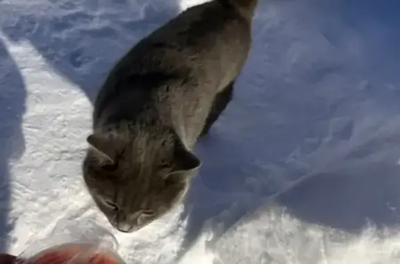 Найдена кошка, Казань, фото: Найдена кошка, Майский переулок, 6к2, Казань - серый кот с зелёными глазами