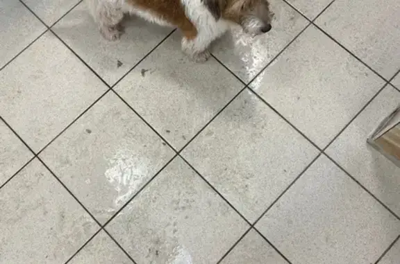 Найдена собака, Ульяновск, фото: Найдена собака, Новосондецкий бульвар, Ульяновск - пятнистый, старенький