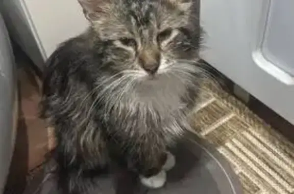 Пропал кот, Гоголевская улица, 96, Мичуринск - серый полосатый - photo