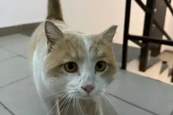 Найденные животные Белогорск, фото: Найдена кошка, улица Ленина, 54, Белогорск - бело-рыжий, напуган и голоден