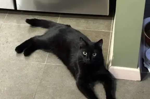 Кошки потеряшки, Андреевка, фото: Потеряшка кот, Андреевка, Московская область - черный с желтыми глазами