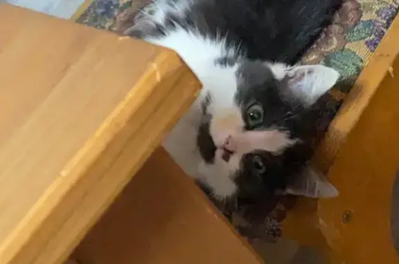 Кошки потеряшки, Уфа, фото: Потеряшка кот, улица Генерала Ишбулатова, 8/1, Уфа - черно-белый окрас