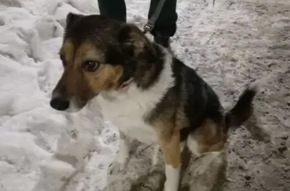 Найдена собака, Санкт-Петербург, фото: Найдена собака, проспект Королёва, 29 к1 литД, Санкт-Петербург - очень добрая и домашняя