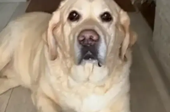 Пропал собака, Северная улица, 17А, Апатиты - хромает, 13 лет - photo