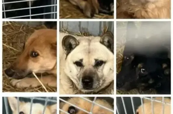 Найден собака, Казань, Татарстан - домашний, с ошейником - photo