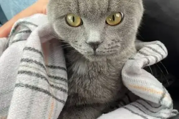 Пропал кот, Южная улица, 26, Сибай - серый с зелёными глазами - photo