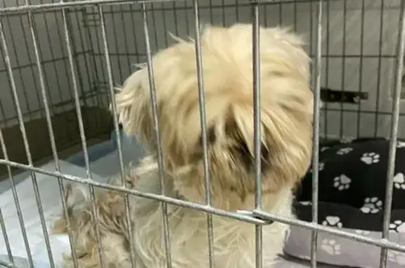 Найдена собака, Москва, фото: Найдена собака, женский пол, Кленовый бульвар, 17 к2, Москва