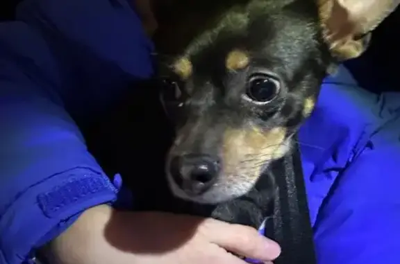 Найдена собака, Москва, фото: Найдена собака, женский пол, Павелецкая набережная, Москва - черного цвета, рыжие лапки