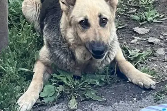 Собаки потеряшки, Ростов-на-Дону, фото: Потеряшка собака, Бодрая улица, 30, Ростов-на-Дону - может быть в ошейнике цвета хаки