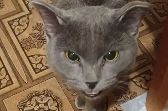 Найдена кошка, Сыктывкар, фото: Найден кот, Коммунистическая улица, Сыктывкар - британец, худой, не кастрированный