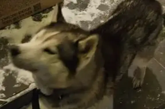 Найдена собака, Северово, фото: Найден собака, деревня Северово, Московская область - серая хаски с ошейником