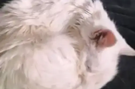 Найдена кошка, Калининград, фото: Найдена кошка, Осенняя улица, 6, Калининград - домашняя с черным ошейником