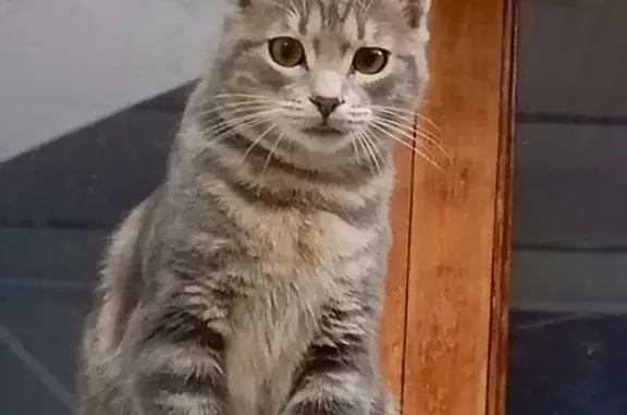 Пропал кот, улица Кирова, 157-159, Нальчик - photo