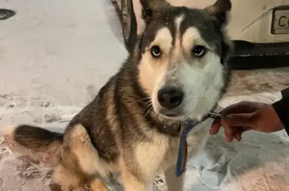 Найдена собака, Чехов, фото: Найдена собака, Лопасненская улица, 5, Чехов - ошейник оборванный и карабин