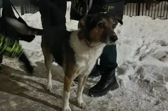 Найдена собака, Санкт-Петербург, фото: Найдена собака, проспект Королёва, 29 к3, Санкт-Петербург - девочка с красным ошейником