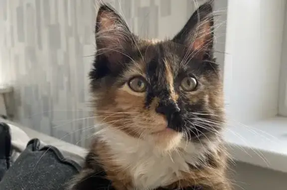 Пропала кошка, Клубная улица, 29, Ярославль - мейн кун, умная и ласковая - photo