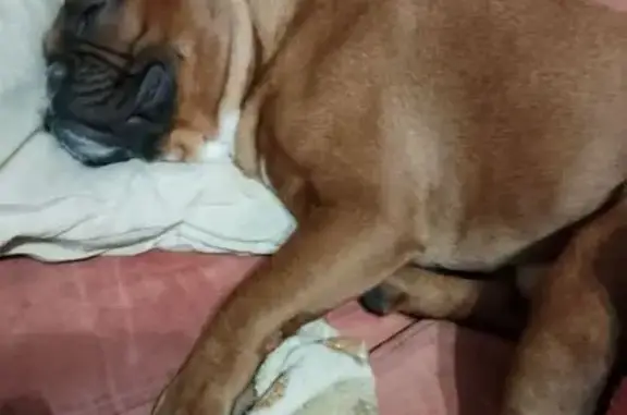 Пропал собака, улица Юных Ленинцев, 14А, Новотроицк - рыжий, очень добрый - photo