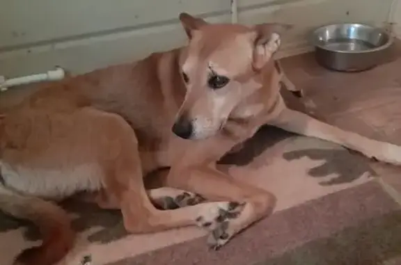 Пропал собака, Щёкино - рыжий окрас, старый пёс - photo