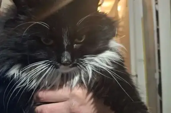 Найдена кошка, Ростов-на-Дону, фото: Найдена кошка, Витебская улица, 16А, Ростов-на-Дону - чёрная с белым жабо