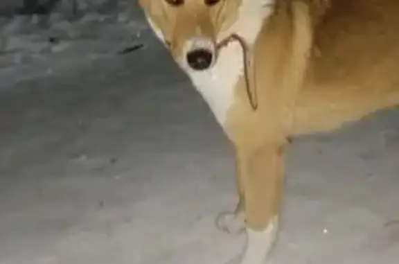 Найденные животные Брянск, фото: Найдена собака, улица Молокова, Большое Полпино, Брянск