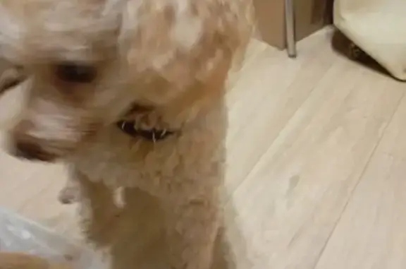 Найдена собака, Липецк, фото: Найден собака, мужской, улица Доватора, 4/1, Липецк