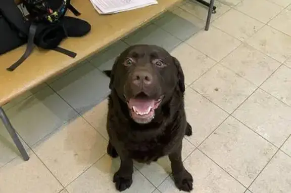 Найдена собака, Петрозаводск, фото: Найден собака, улица Попова, Петрозаводск - чёрный короткошёрстный лабрадор