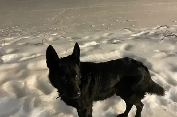 Найдена собака, Калининград, фото: Найдена собака, мужской пол, Солнечный бульвар, 33к5, Калининград - чёрная, с коричневым ошейником