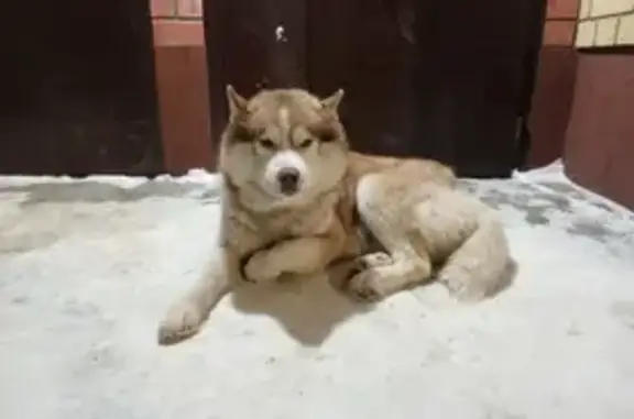 Найдена собака, Новый, фото: Найдена собака, Новая улица, 1Б, Новый - поджимает лапу, может перелом