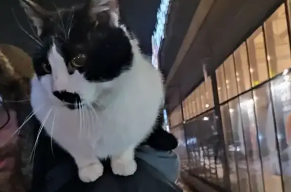 Найдена кошка, Молодёжный, фото: Найден кот, Молодёжный, Тульская область - ухоженный и упитанный