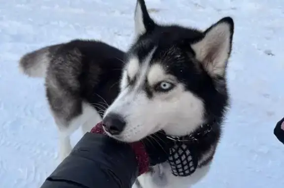 Найдена собака, Пермь, фото: Найдена собака, улица Гашкова, 9А, Пермь - черно-белая с голубыми глазами