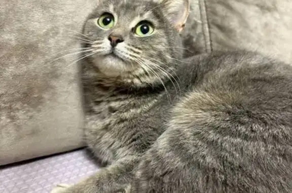 Объявления о пропавших и найденных животных, Балаково, фото: Найдена кошка, Балаково, Саратовская область - похожа на домашнюю