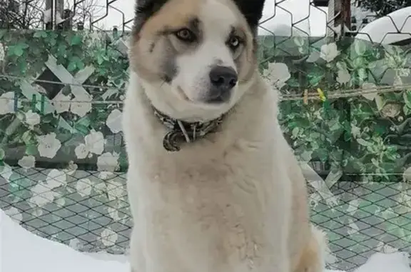 Пропала собака, Ежевичная улица, 23, Казань - photo