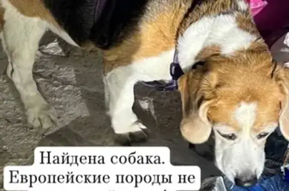 Найдена собака, Казань, фото: Найдена собака, Казань, Татарстан - девочка породы Бигль