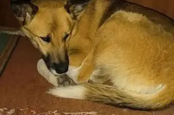 Найдена собака, Пенза, фото: Найдена собака, улица Пушкина, 17, городской округ Пенза - не агрессивная, видно домашняя