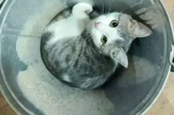 Пропал кот, Красноармейская улица, 2А, Самара - розовый ошейник - photo