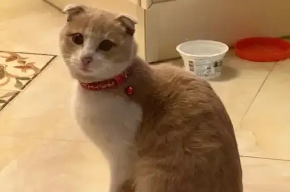 Найденные животные Санкт-Петербург, фото: Найден кот, улица Адмирала Коновалова, 6 к1, Санкт-Петербург - рыже-белый британский вислоухий