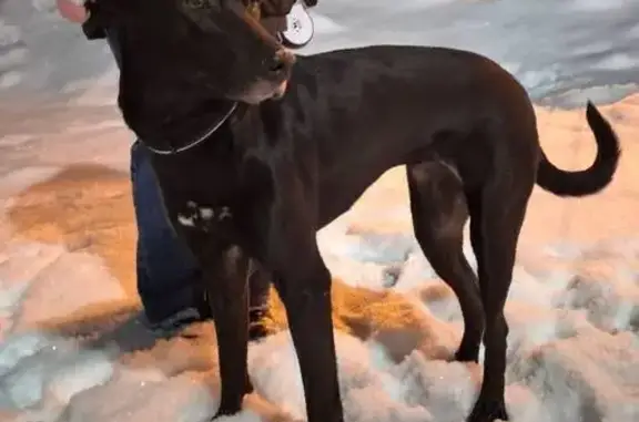 Найдена собака, Мурино, фото: Найдена собака, Привокзальная площадь, 6, Мурино - обучена командам, контактная