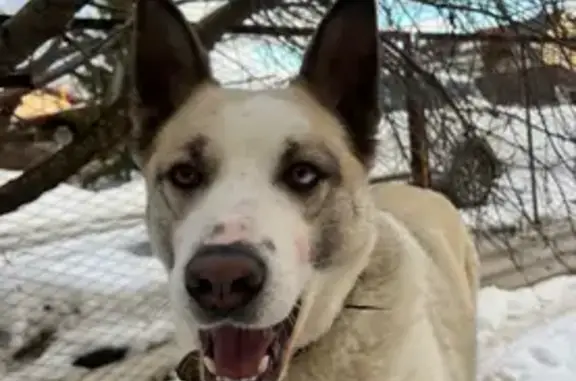 Пропала собака, Ежевичная улица, 23, Казань - photo