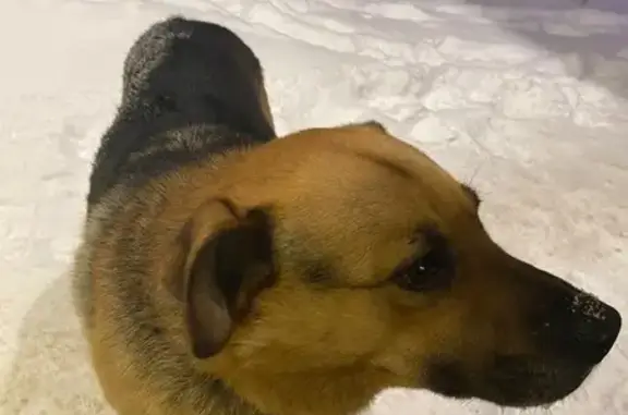 Найдена собака, Уфа, фото: Найдена собака, Интернациональная улица, 17А, Уфа - с ошейником, напуганна