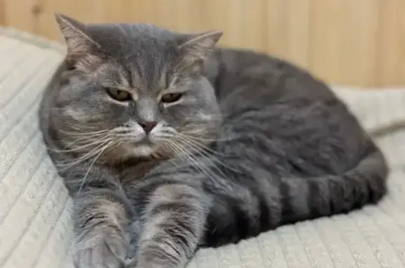 Пропал собака, улица Литвинова, Казань - спокойный и ласковый - photo