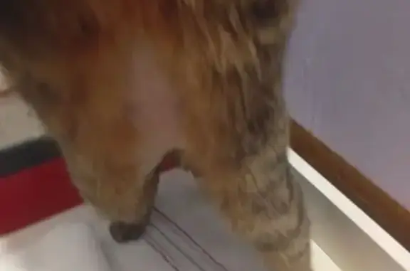 Найденные животные Березники, фото: Найдена кошка, улица Парижской Коммуны, 46, Березники - ухоженная, с розовым ошейником