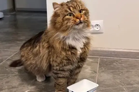 Найдена кошка, Калининград, фото: Найдена кошка, улица Юрия Гагарина, Калининград - разноцветная, пушистая