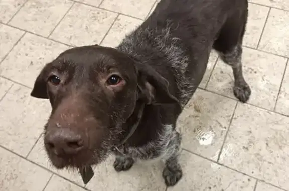 Найдена собака, Орск, фото: Найдена собака, Станционная улица, Орск - хромает на заднюю лапу