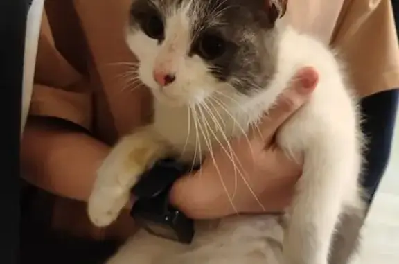 Найдена кошка, Нальчик, фото: Найден кот, проспект Шогенцукова, 19А, Нальчик - упитанный, очевидно домашний