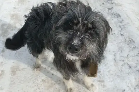 Найдена собака, Семилуки, фото: Найдена собака, Курская улица, Семилуки - средний размер, зелёный ошейник