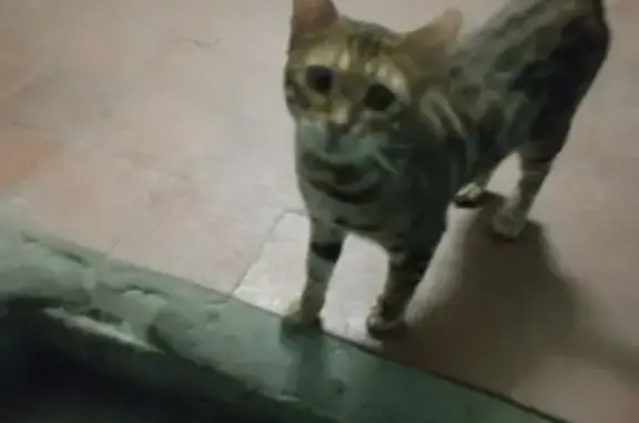 Найденные животные Трубчевск, фото: Найдена кошка, Заводская улица, 4, Трубчевск - бенгальская, ласковая