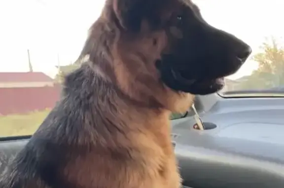 Пропала собака, улица Пушкина, 2, Садовый - очень добрая - photo