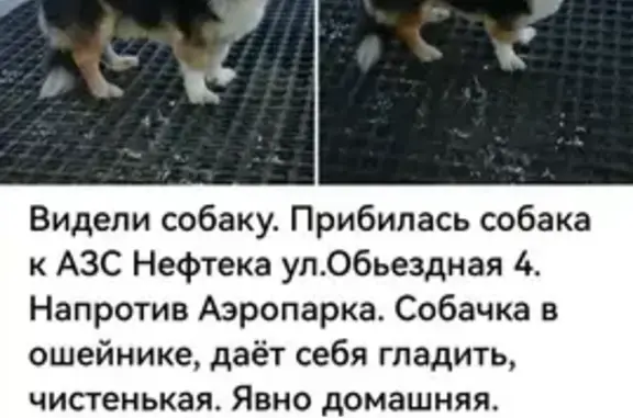 Пропал собака, Объездная улица, Брянск - в ошейнике, добрый - photo