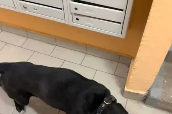 Найдена собака, Королёв, фото: Найдена собака, проспект Космонавтов, 3А, Королёв - чёрная с белыми лапками